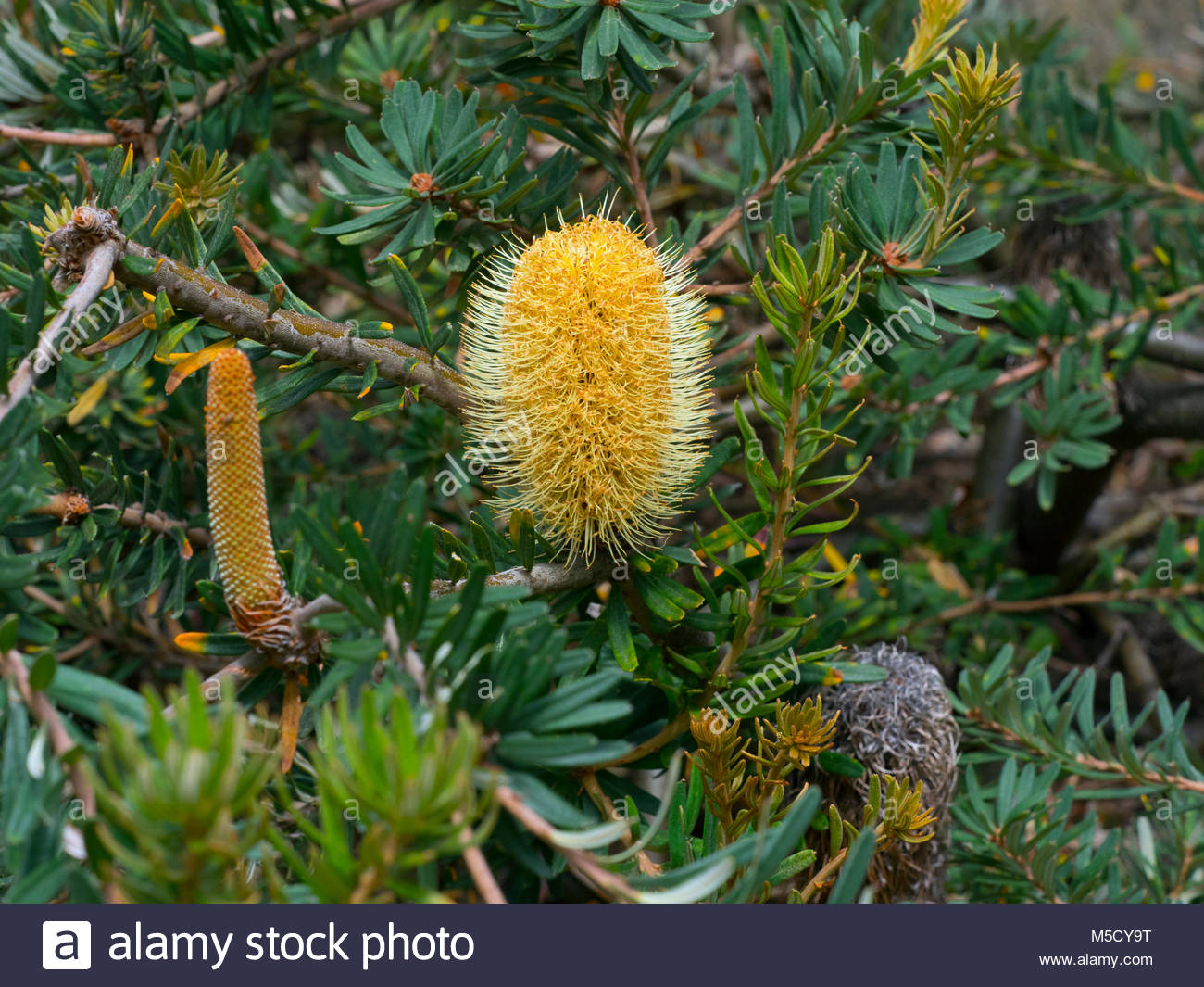 Saw Banksia Banksia Serrata Australia Stock Photos & Saw Banksia ...