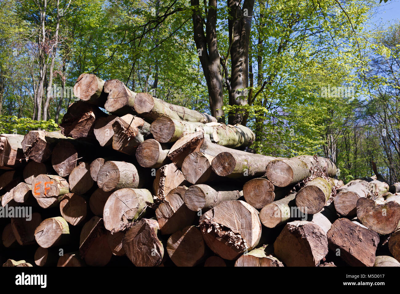 Large logs stacked in West Woods near Malborough Stock Photo