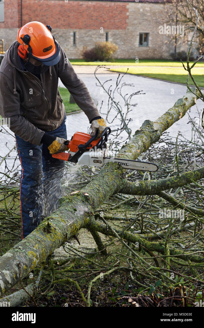 Gardener removing and old tree and cutting up the old branches for