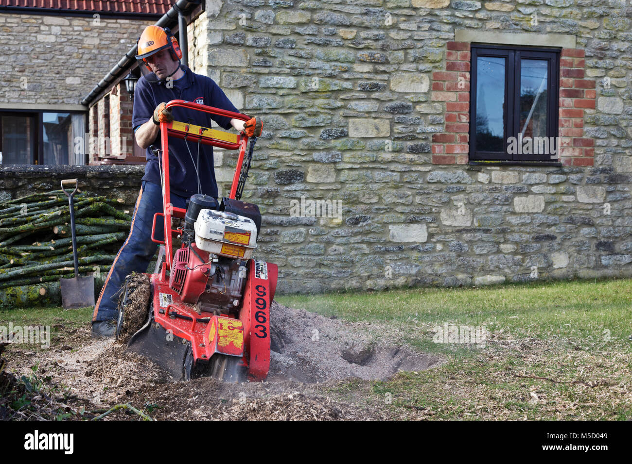 Gardener removing and old tree and digging out the stump from a domestic garden Stock Photo