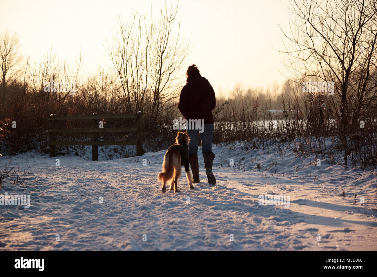 Female Dog Walker With Saluki On A Snowy Evening Just Before Sunset In The Cotswold Water Park Stock Photo Alamy