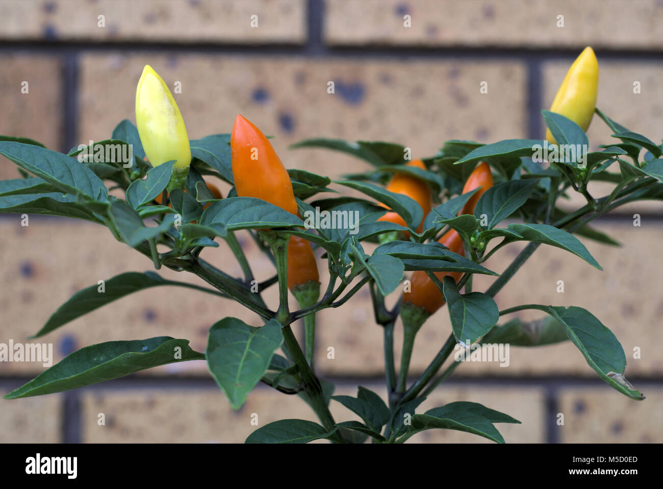 Chilli plant close up. Capsicum Pepper chilli growing on plant. Yellow