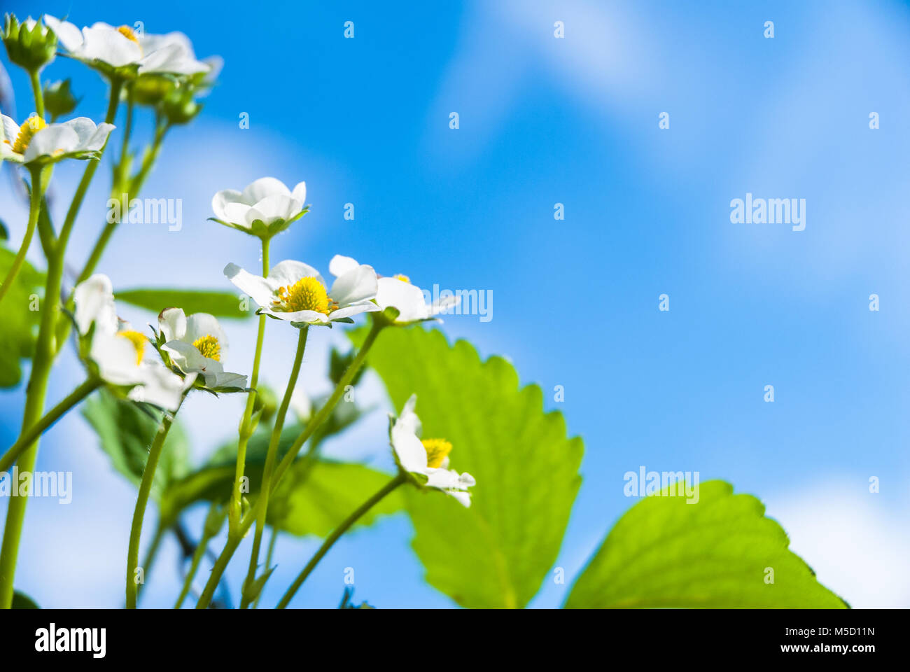 Strawberry plant flowering against a blue sky Stock Photo - Alamy
