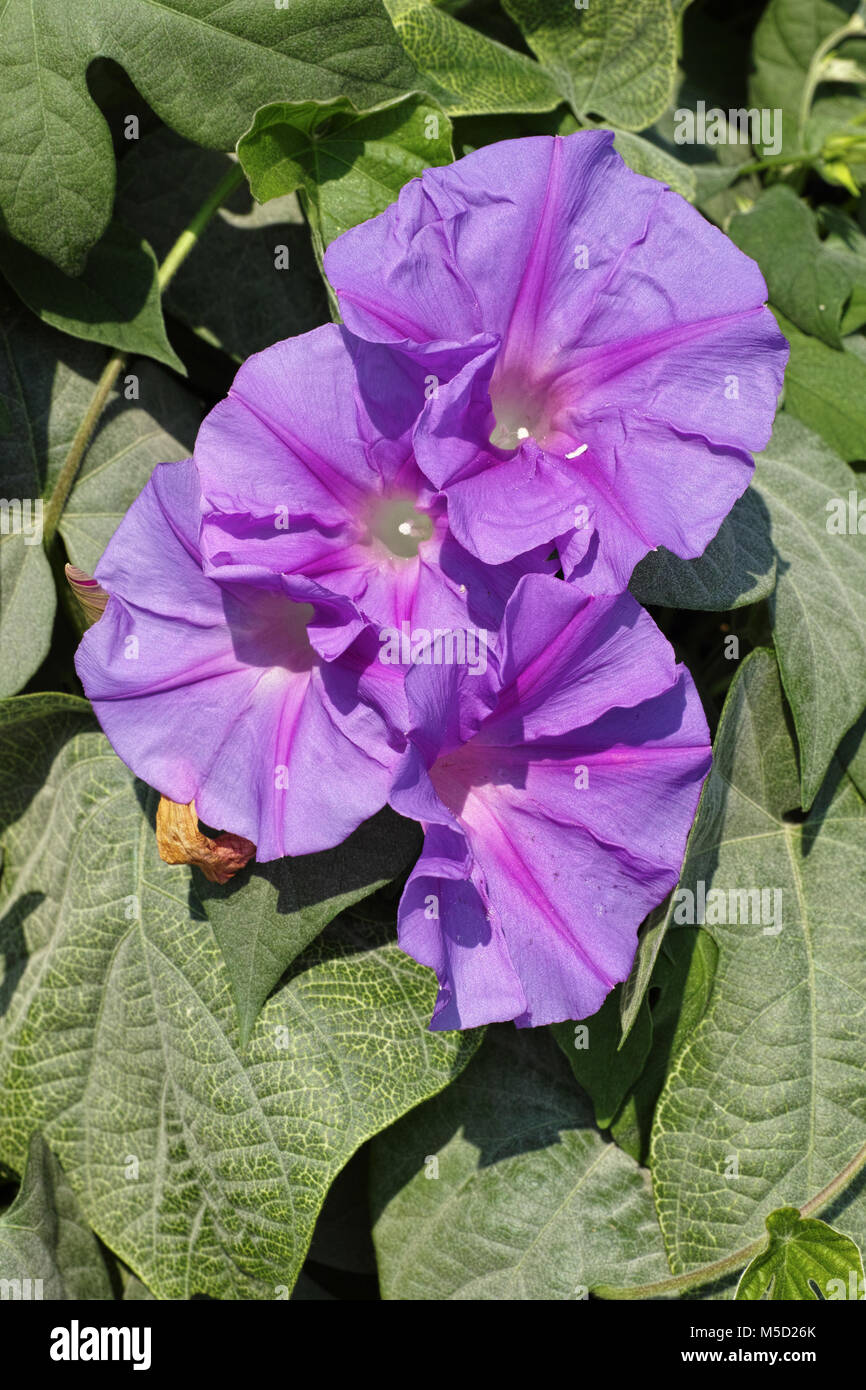 flowers of blue rock bindweed plant Stock Photo