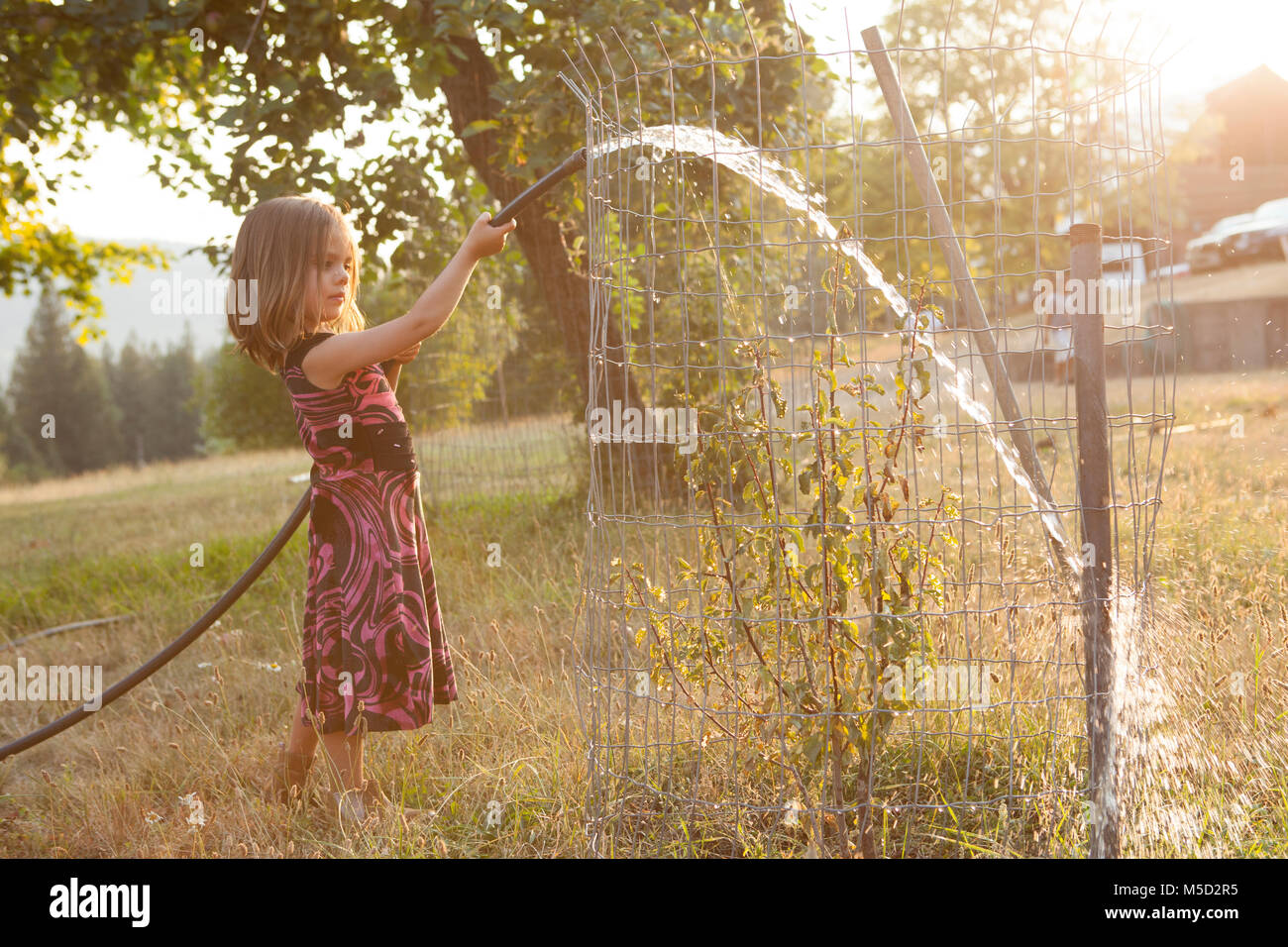 Girl in dress watering tree with hose in sunny, summer yard Stock Photo