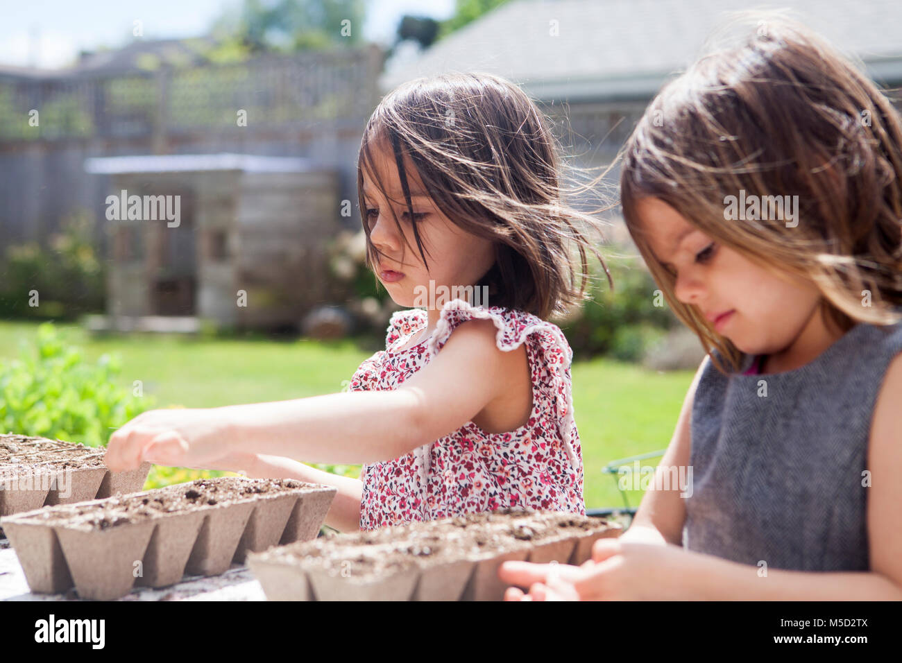 Girl sisters planting seedlings in sunny yard Stock Photo