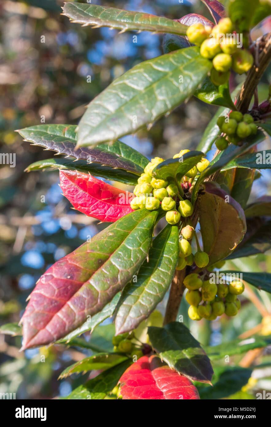 Berberis julianae, an ornamental evergreen Barberry with small yellow flowers growing in Winter in Southern England, UK. Portrait. Stock Photo