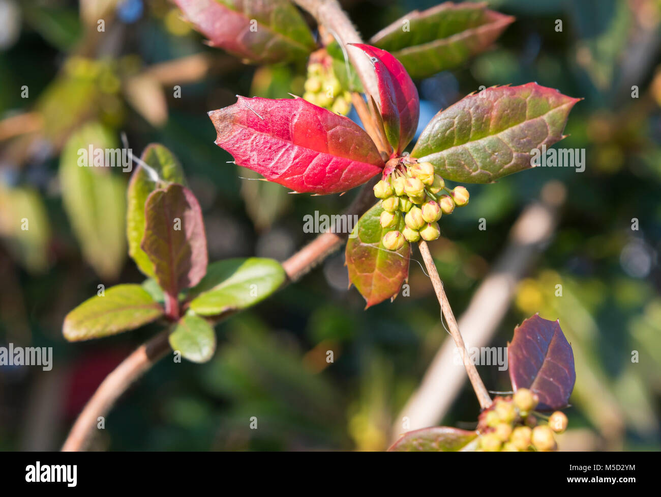 Berberis julianae, an ornamental evergreen Barberry with small yellow flowers growing in Winter in Southern England, UK. Stock Photo