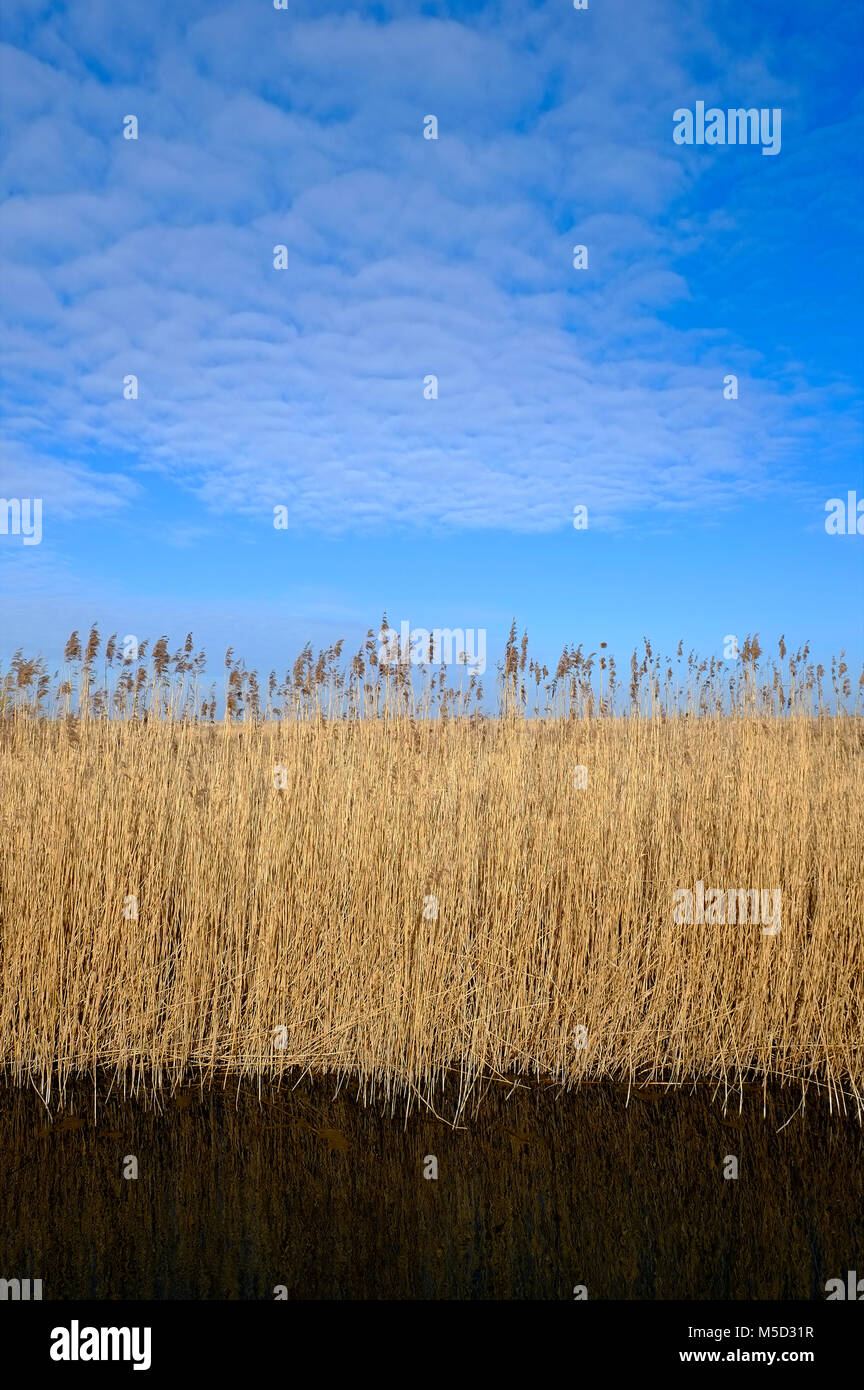 reed beds at cley nature reserve, north norfolk, england Stock Photo