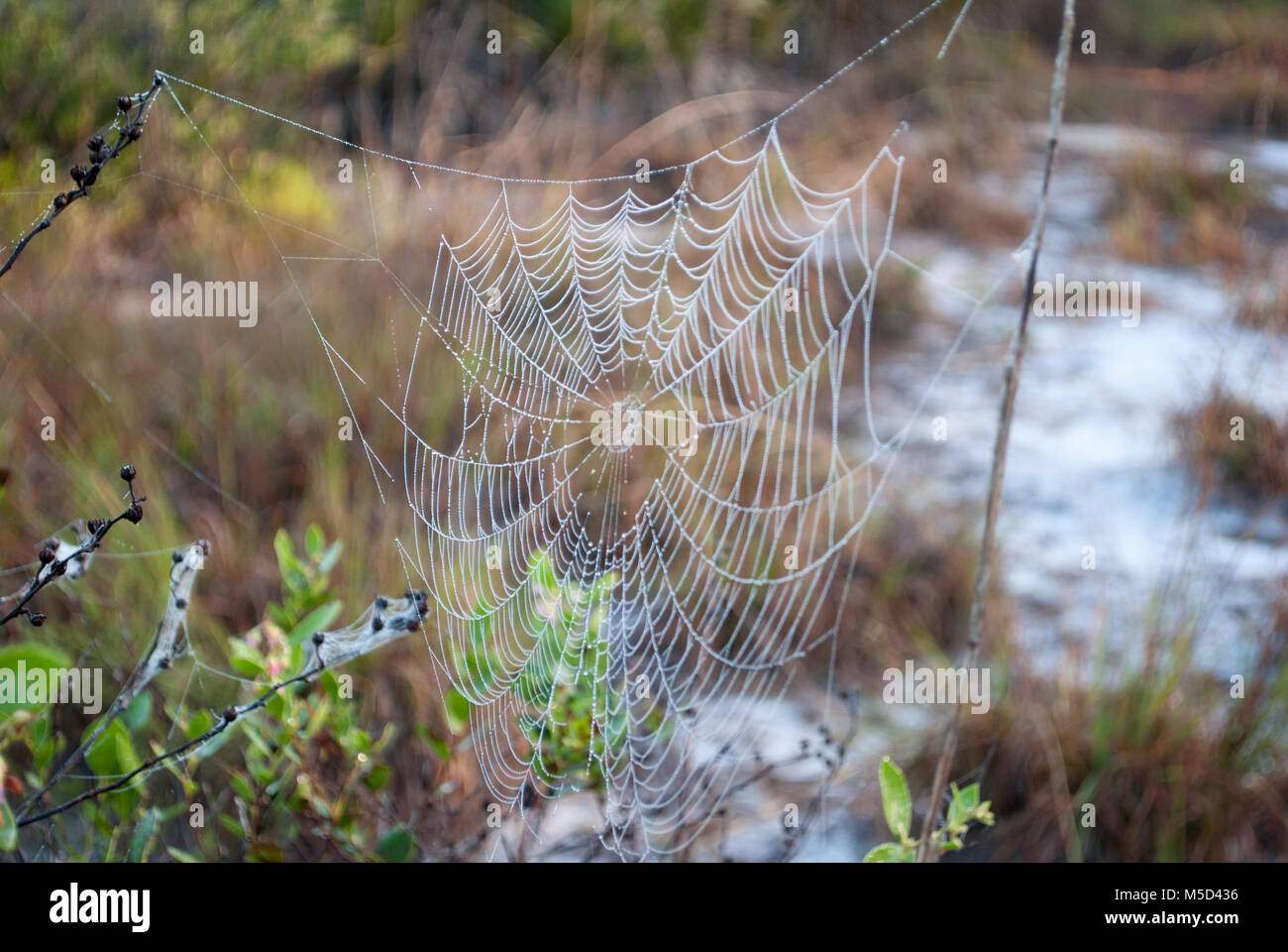 Spider net. Wild forest in an early morning. Palms and trees, bushes Stock Photo Alamy
