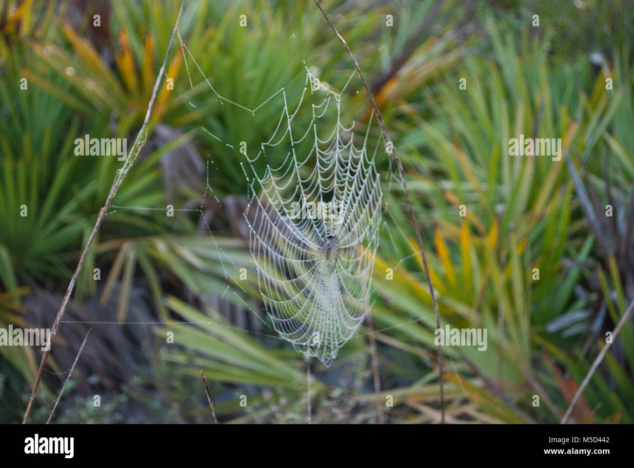 Spider net. Wild forest in an early morning. Palms and trees, bushes Stock Photo Alamy