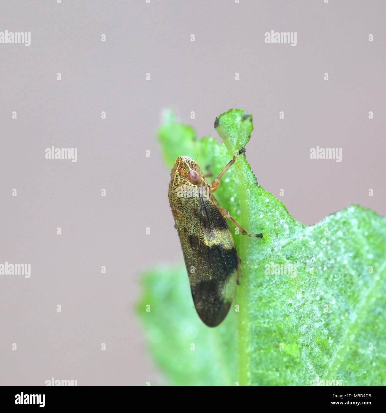 European Alder Spittle Bug or Froghopper, Aphrophora alni Stock Photo