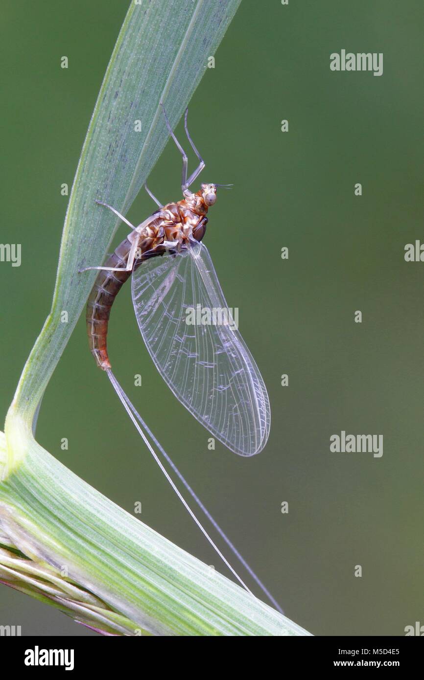 Mayfly resting on a blade of grass Stock Photo