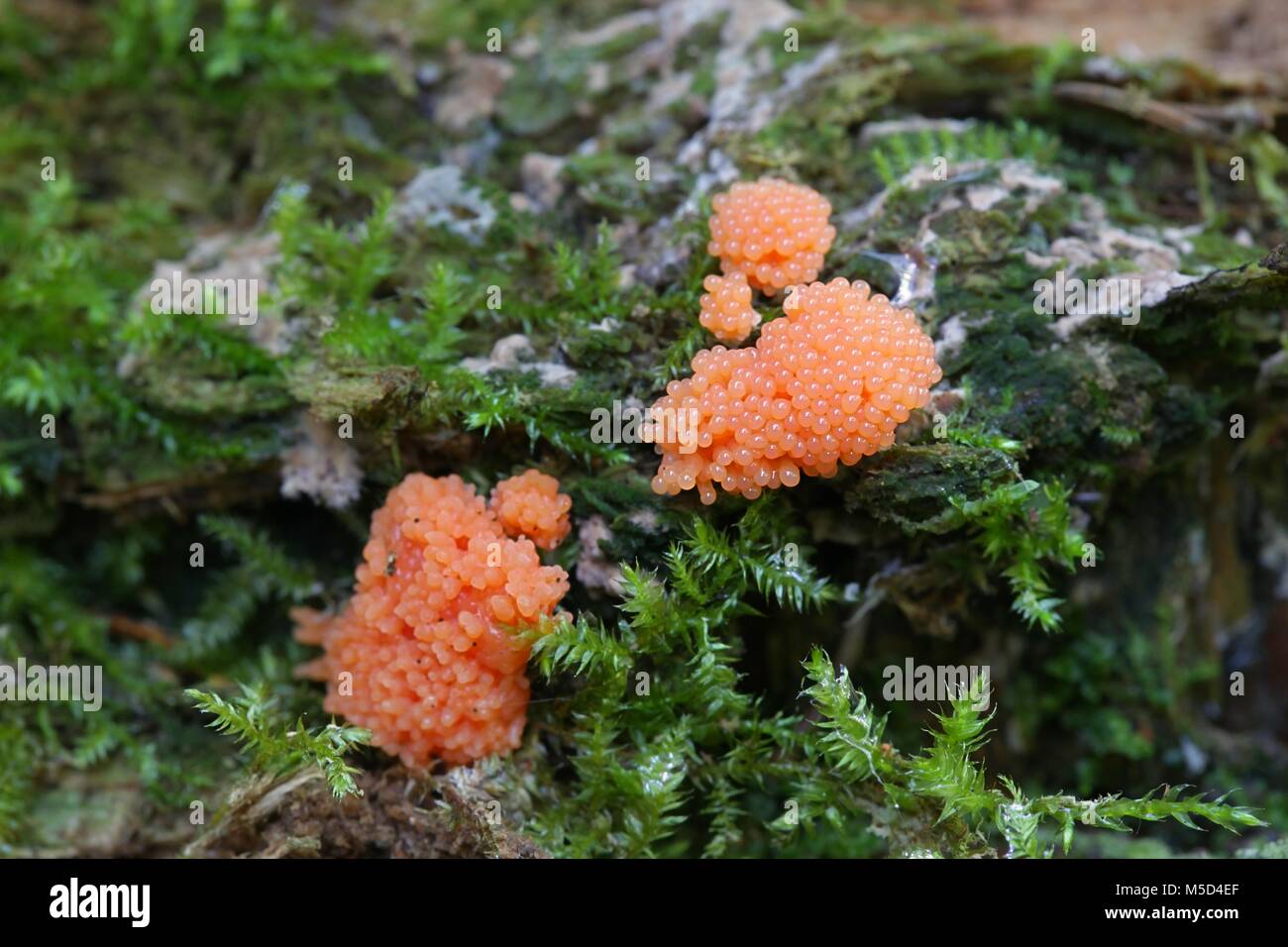 Rasberry slime mould or mold, Tubifera ferrunginosa Stock Photo