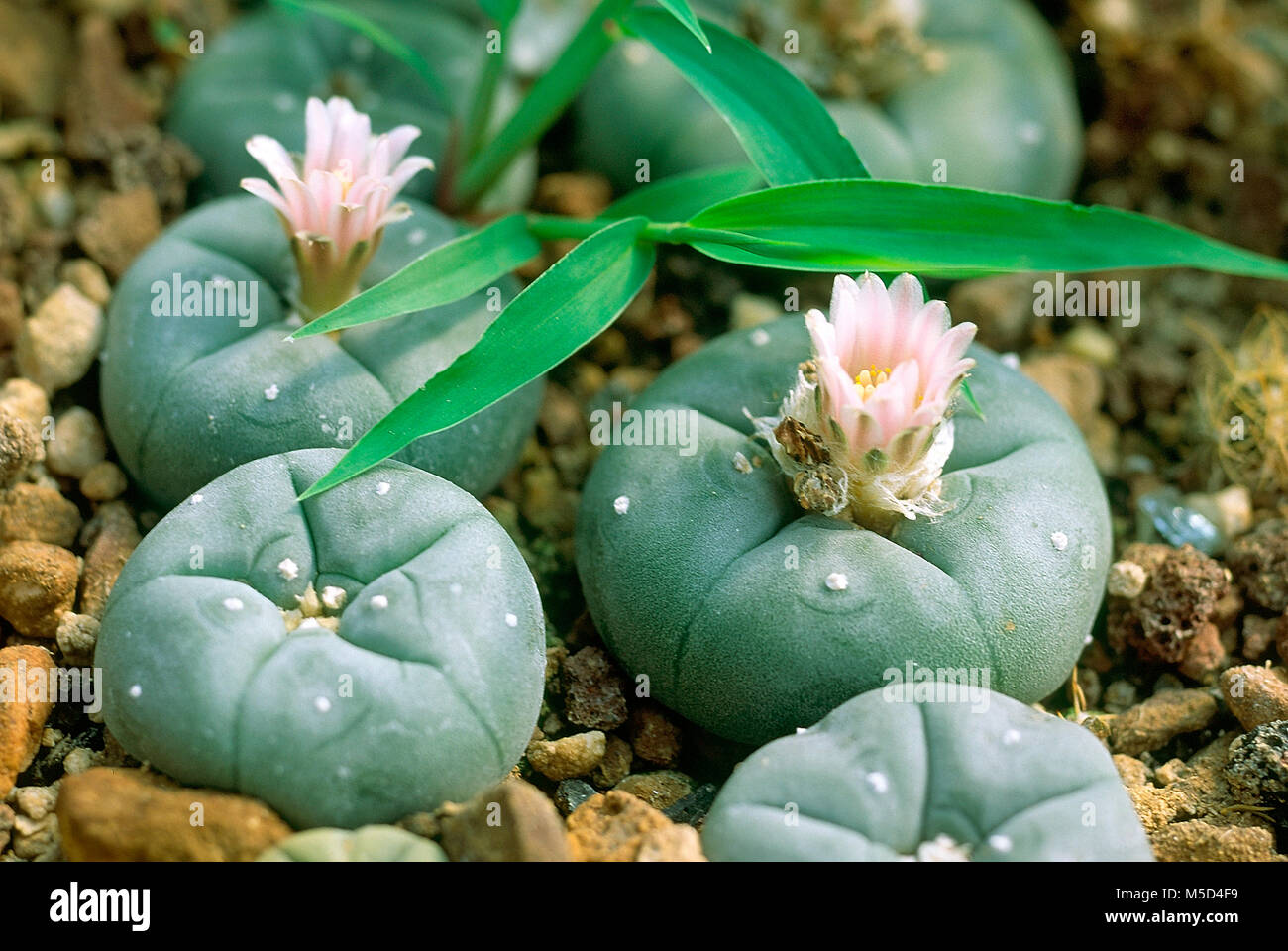 Peyote (Lophophora williamsii) hallucinogenic plant of Central America