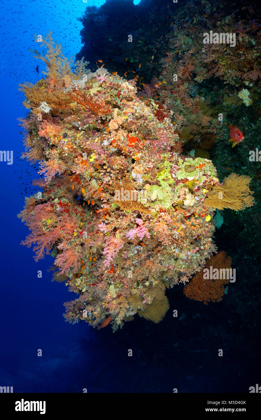 Coral reef, dense vegetation of different Soft corals (Alcyonacea), red, Red Sea, Egypt Stock Photo