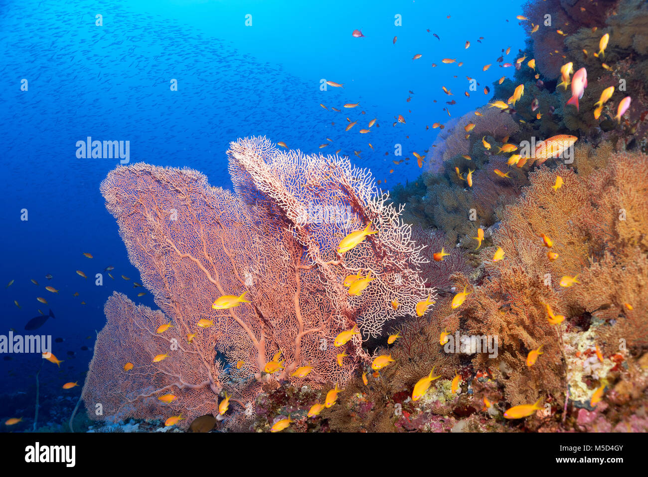 Coral reef densely overgrown with Gorgonians (Gorgonacea), Giant Sea Fan (Annella mollis), fish shoal Sea goldies (Pseudanthias Stock Photo