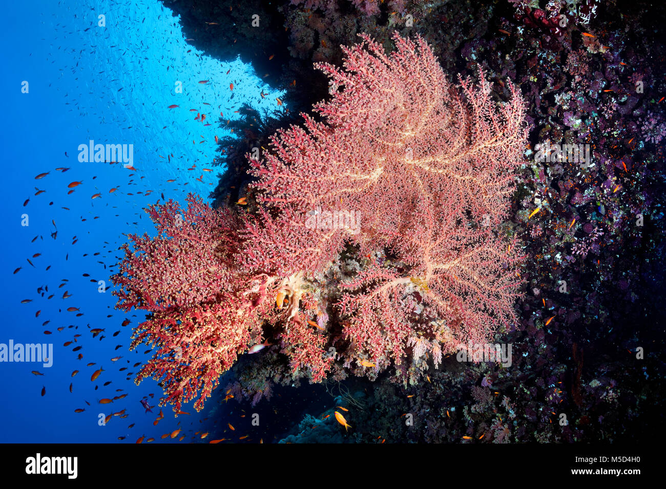 Cherry Blossom Coral (Siphonogorgia godeffroyi), red, coral reef, Red Sea, Egypt Stock Photo