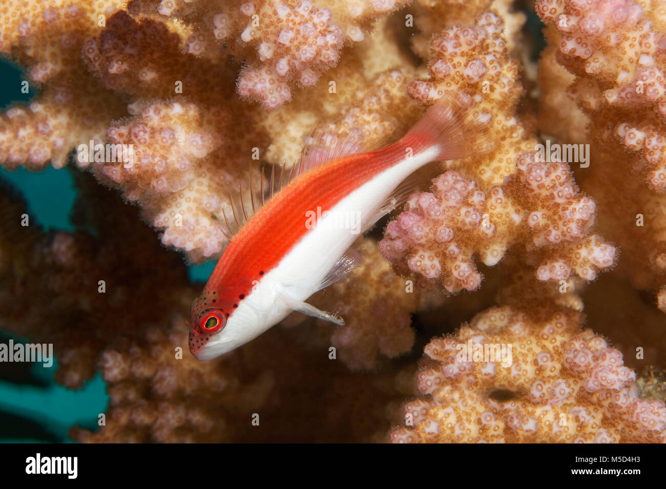 Black-sided hawkfish (Paracirrhites forsteri), juvenil, in front of stony coral (Scleractinia), Red Sea, Egypt Stock Photo