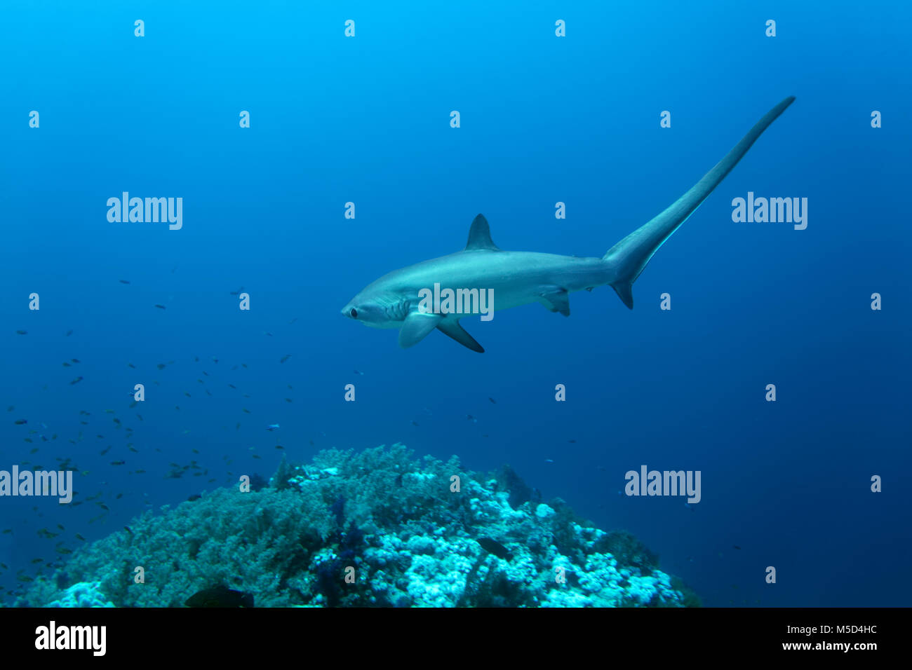 Common thresher (Alopias vulpinus), swims over coral reef, Red Sea, Egypt Stock Photo