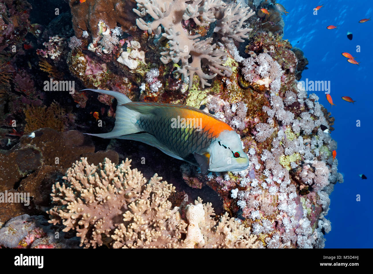 Sling-jaw wrasse (Epibulus insidiator) at the coral reef, male, Red Sea, Egypt Stock Photo