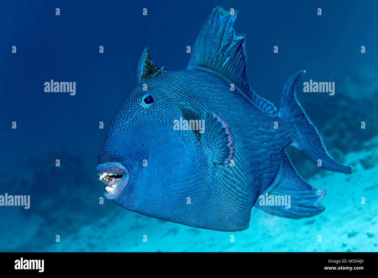 Blue triggerfish (Pseudobalistes fuscus), Red Sea, Egypt Stock Photo