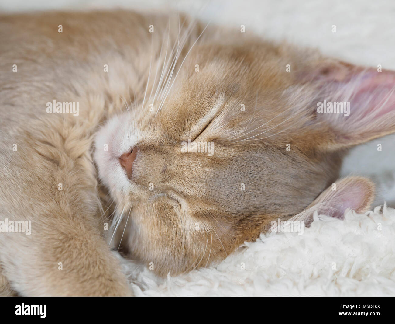 Somali breed cat. Young female kitten asleep. Stock Photo