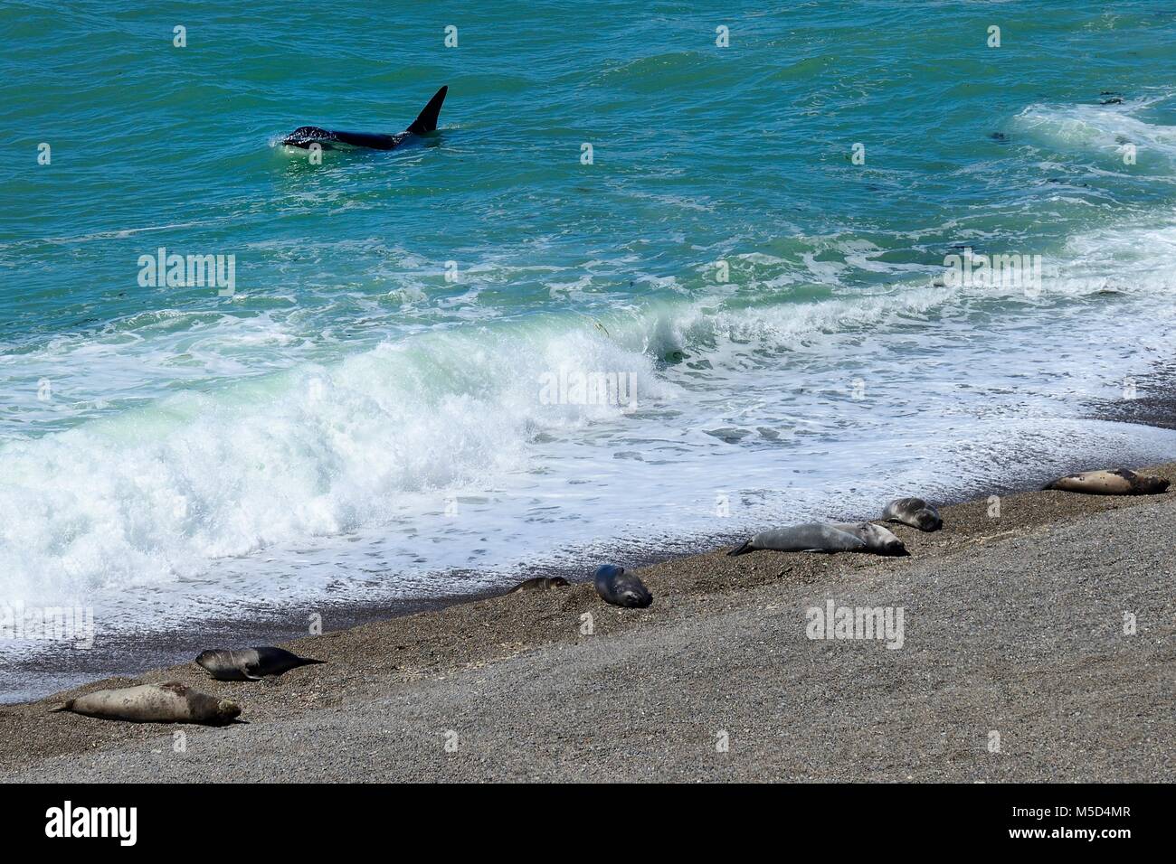 Killer whale (Orcinus orca) searching for prey in front of gravel bank with Southern elephant seals (Mirounga leonina) Stock Photo