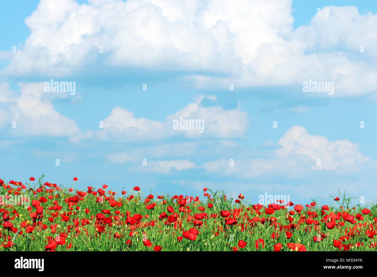 poppies flower meadow and blue sky with clouds landscape Stock Photo ...