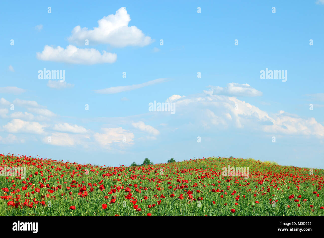 poppies flower spring meadow and blue sky with clouds landscape Stock ...