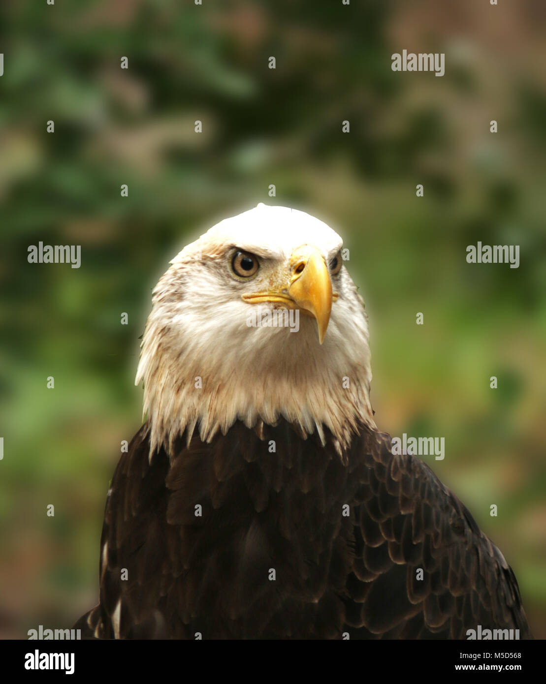 Bald headed eagle hi-res stock photography and images - Alamy