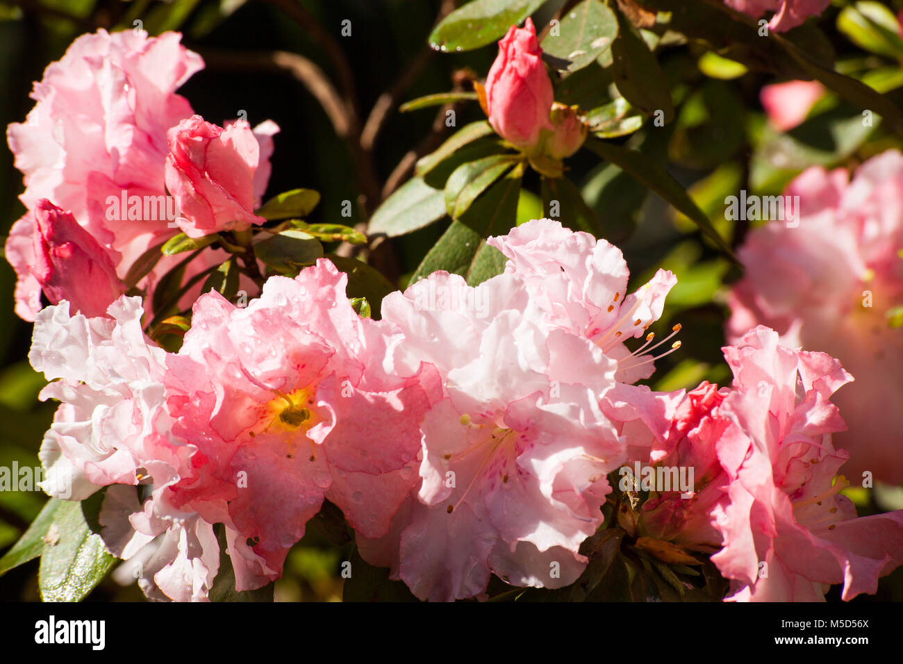 Pink Azalea (Rhododendron Sp.) Stock Photo