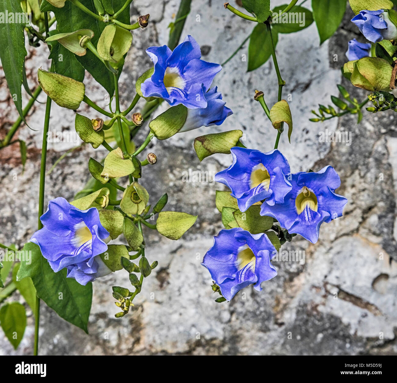 Blue Sky Vine or Thunbergia grandiflora is a climbing, twisting vine with gorgeous blue-violet flowers. Stock Photo