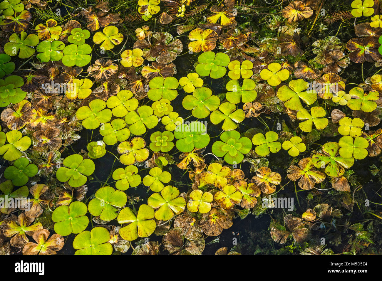 A floating water clover growing in an aquatic garden setting in North Central Florida. Stock Photo
