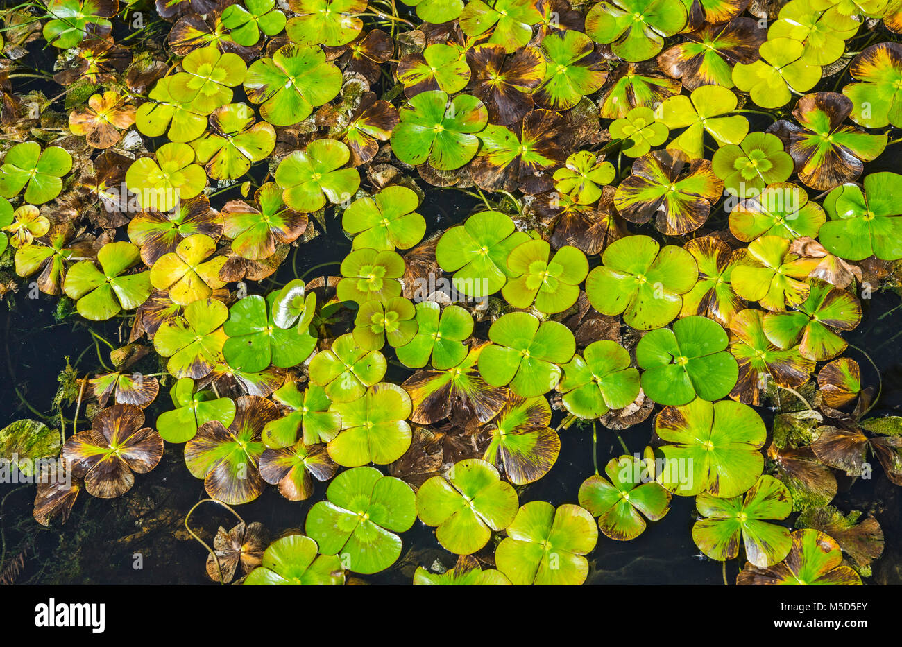 A floating water clover growing in an aquatic garden setting in North Central Florida. Stock Photo