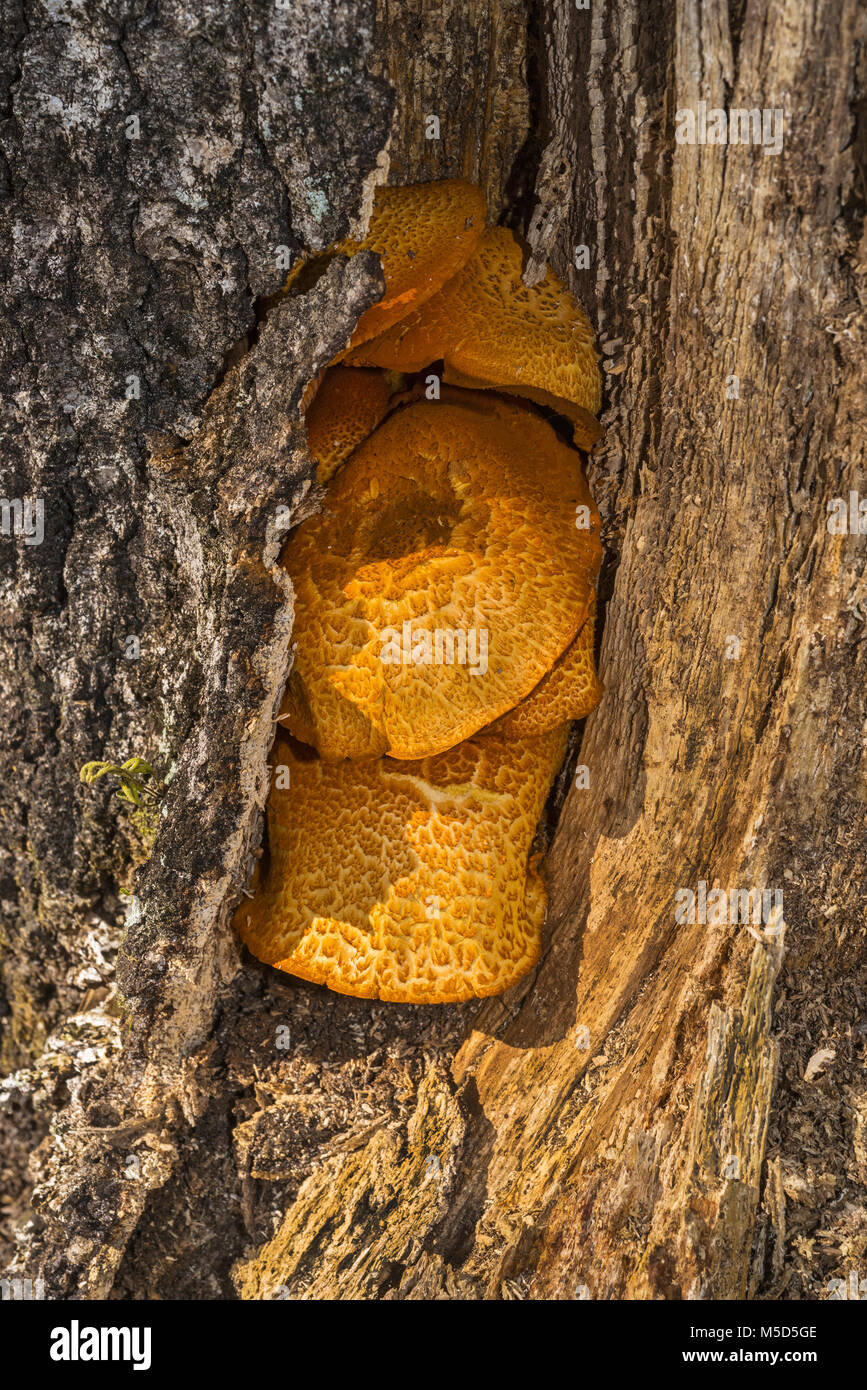 Mushrooms growing on a decaying tree stump in North Florida. Stock Photo