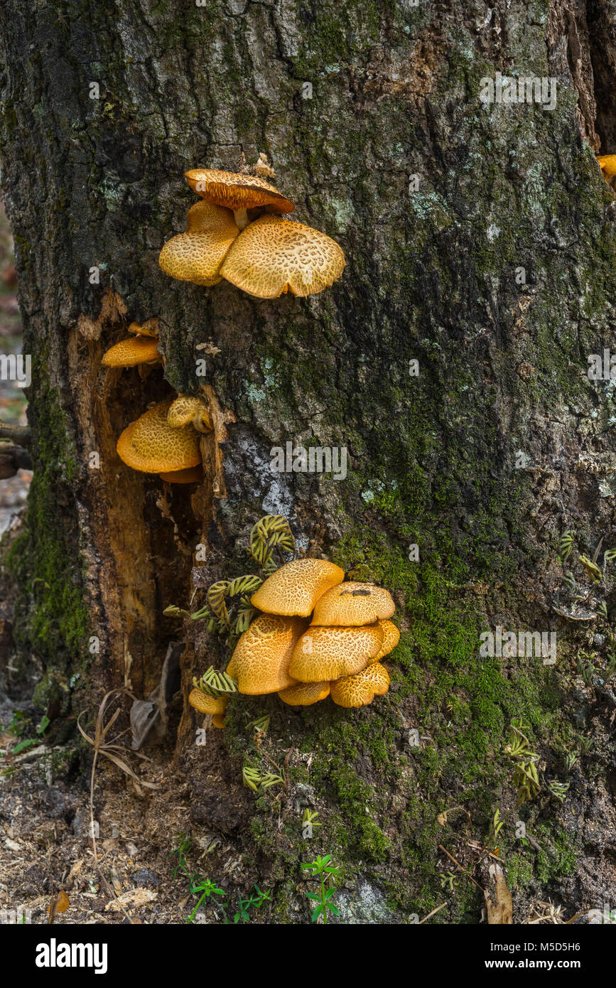 Mushrooms growing on a decaying tree stump in North Florida Stock Photo ...