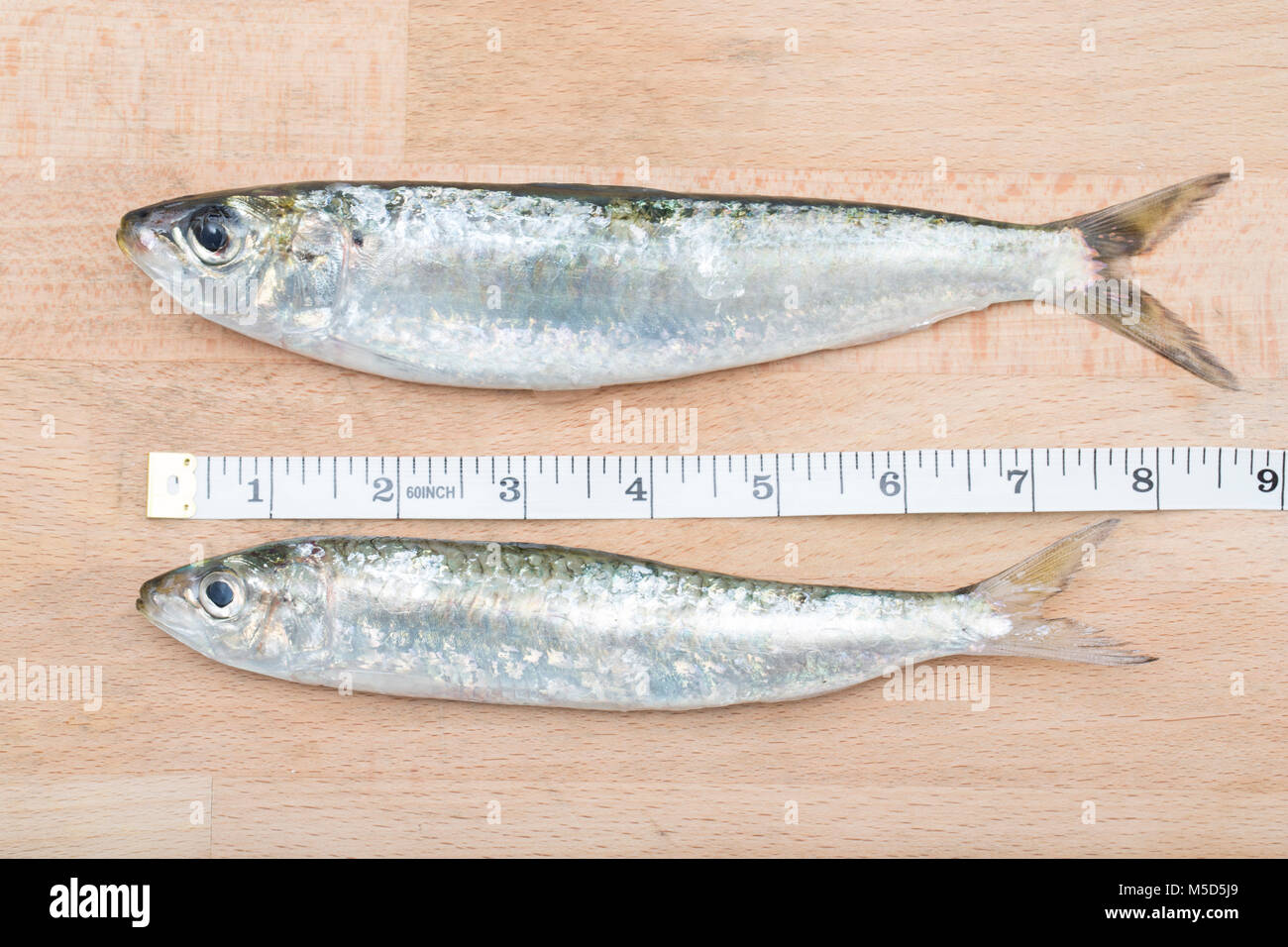 Pilchards. Sardines and pilchards are the same creature. At about 7in