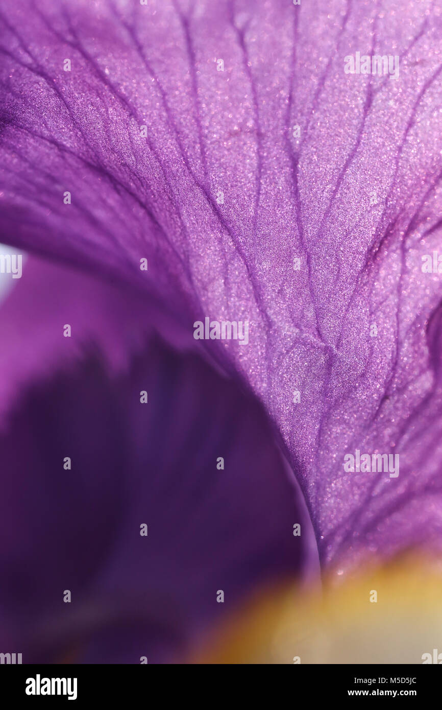 color, floral, natural, beautiful, beauty, nature, texture, macro, iris, details, flower, petal, streaks, spring, purple Stock Photo