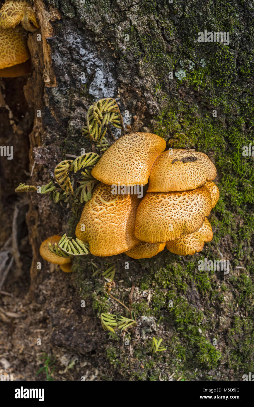 Mushrooms growing on a decaying tree stump in North Florida Stock Photo ...