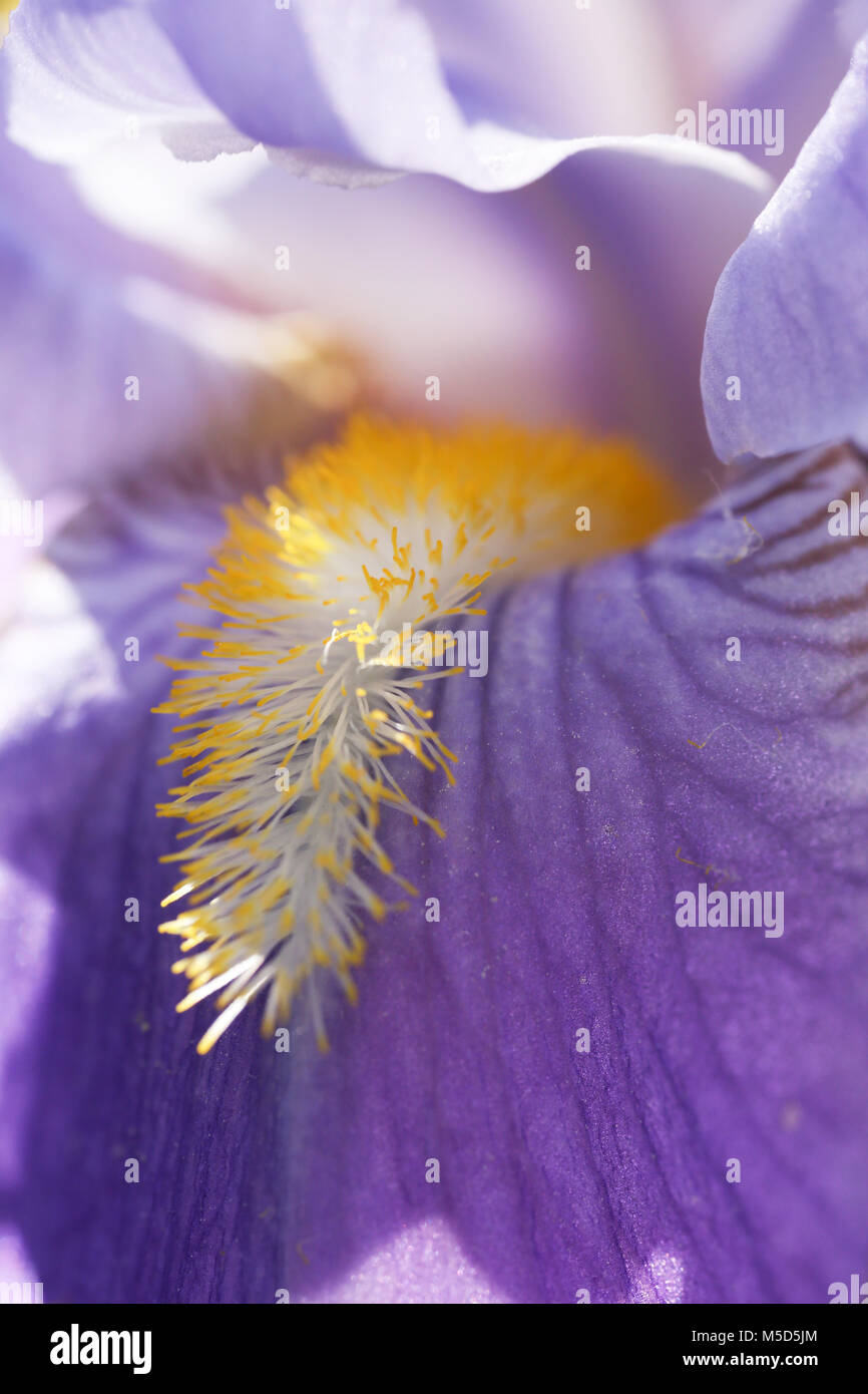 bloom, season, yellow, spring, beautiful, plant, nature, iris, streaks of light, streaks, macro, flower, pollen, abstract, shine, the sun, petal Stock Photo