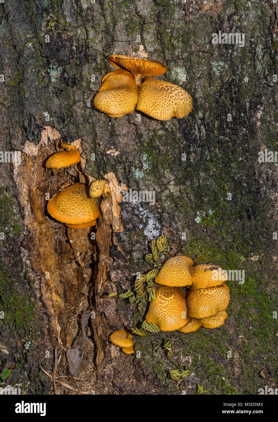 Mushrooms growing on a decaying tree stump in North Florida Stock Photo