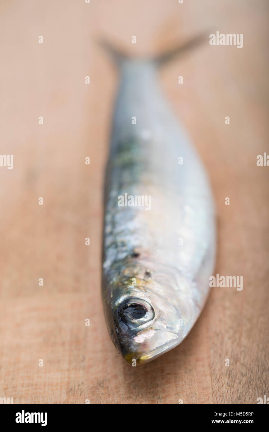 Pilchards. Sardines and pilchards are the same creature. At about 7in and above the sardine is