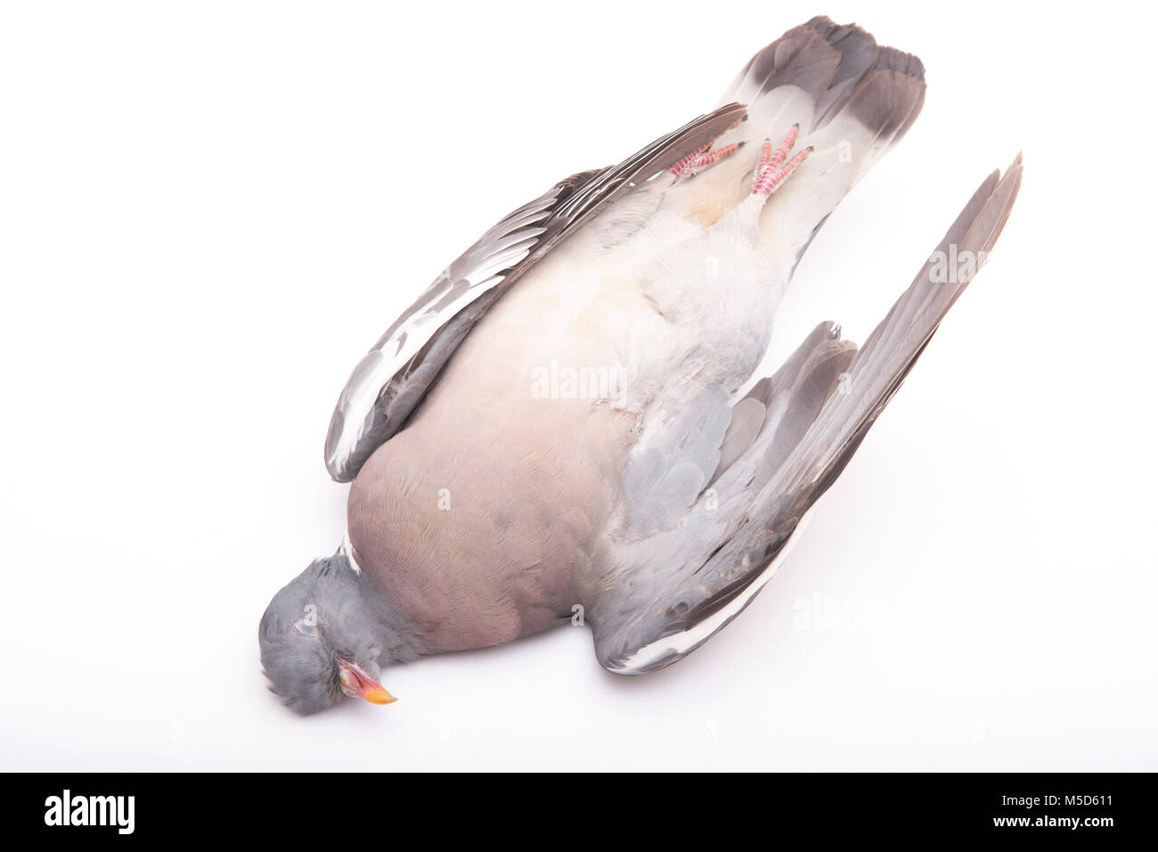 Woodpigeon that has been shot and will be plucked before cooking. England UK GB Stock Photo