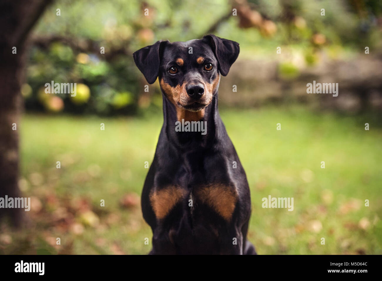 Dog (Canis lupus familiaris), in the garden, animal portrait, Switzerland Stock Photo