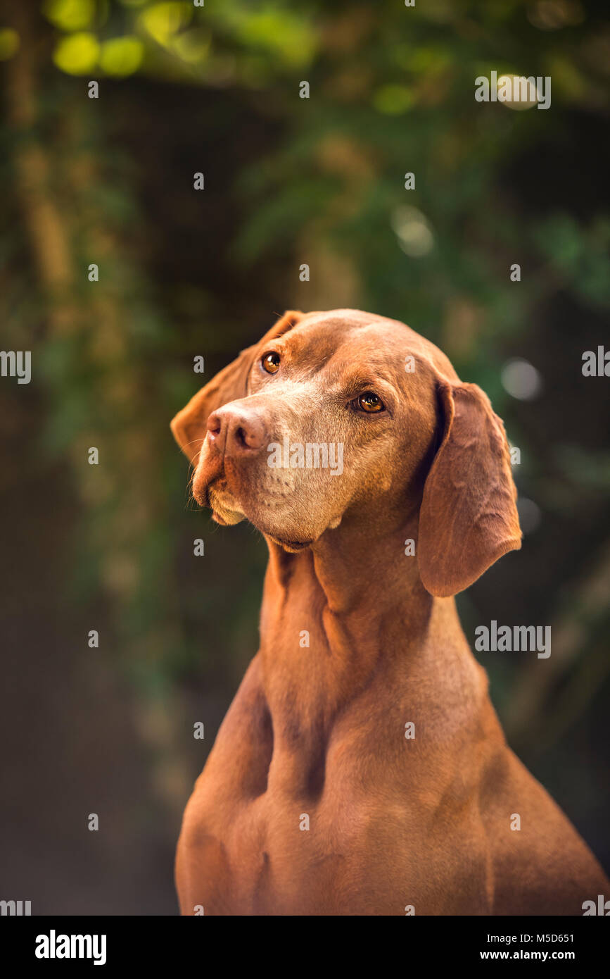Dog (Canis lupus familiaris) in the garden, animal portrait, Switzerland Stock Photo