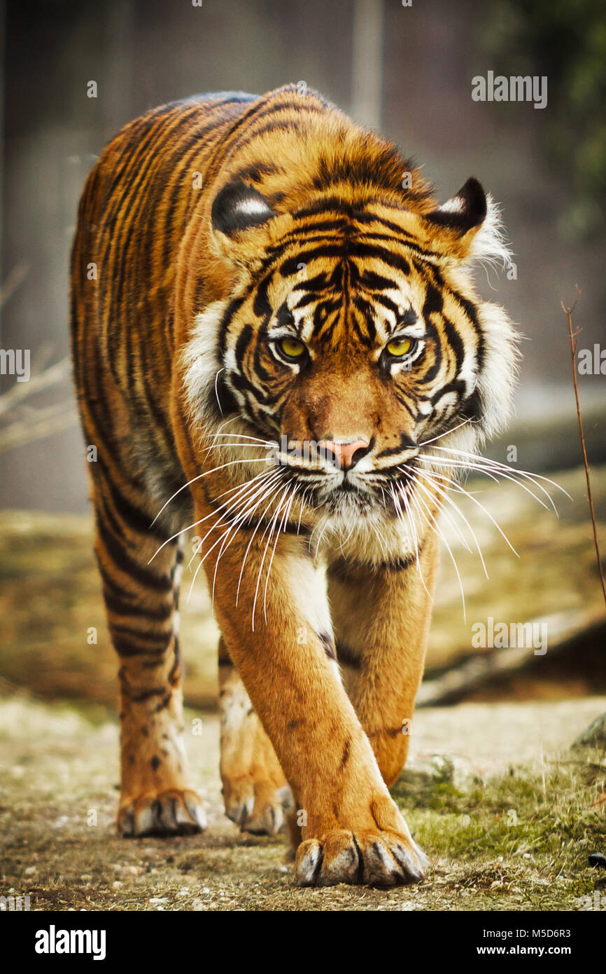 Tiger approaching yellow eyes Stock Photo - Alamy