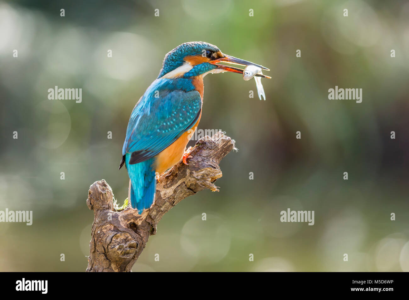 Common kingfisher (Alcedo atthis) sits on branch with fish as prey, North Rhine-Westphalia, Germany Stock Photo