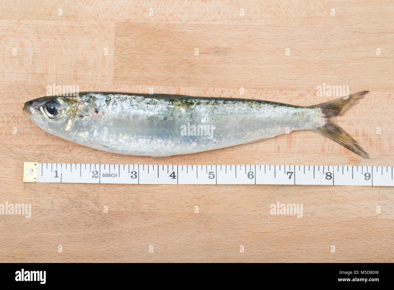 A pilchard. Sardines and pilchards are the same creature. At about 7in