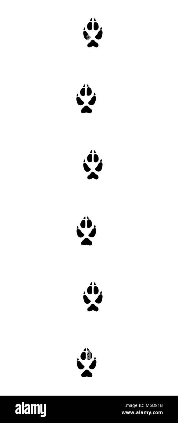 Fox tracks, running in a typical straight line - black icon illustration on white background. Stock Photo